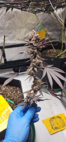 First clones (Dr nefario)  — harvest, day 94