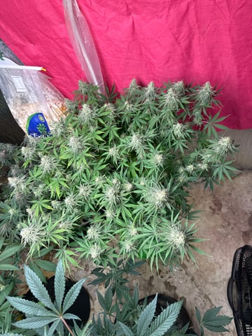 Gelly Mama and Sugar Tree — flower, day 122