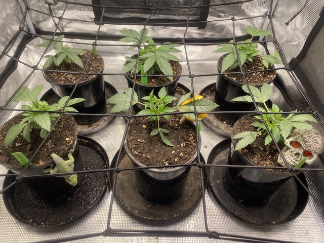 Solfire Gardens Grow — vegetative, day 32