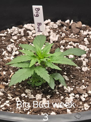 1st grow — seedling_rooting, day 5