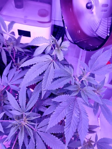 First try — grow_setup, day 1