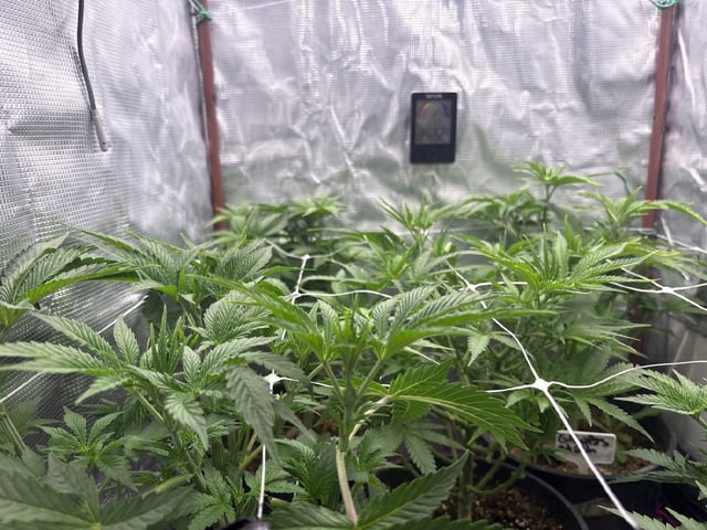 first grow in new 2x2 — flower, day 57