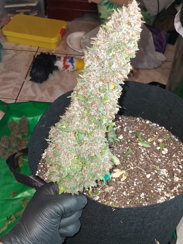 Lemon Cherry Cookies, Purple Haze and Strawberry Gorilla Grows — harvest, day 20