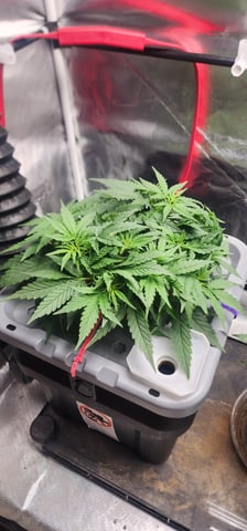 El Chemi Kiwi autoflower  — vegetative, day 29