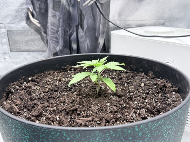 Blue Dream Grow — vegetative, day 1