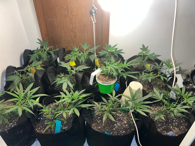 Indoor Grow  — flower, day 98