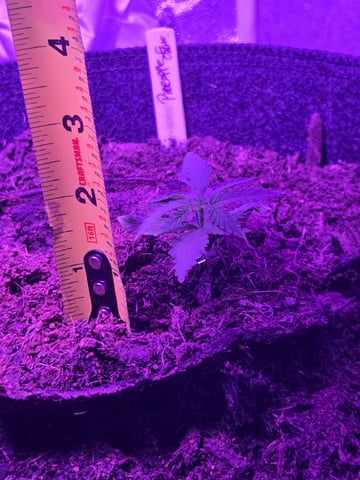1st Ever Grow — vegetative, day 26