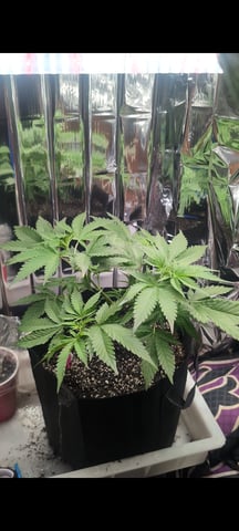 B E A utiful  — vegetative, day 41