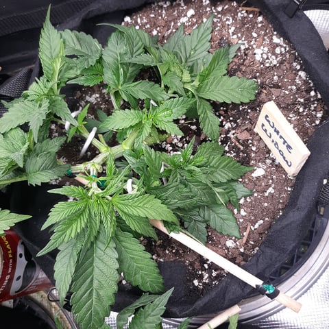 Next Attempt  — vegetative, day 29