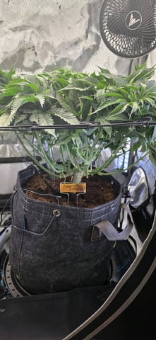 Ace Killer OG — flower, day 23