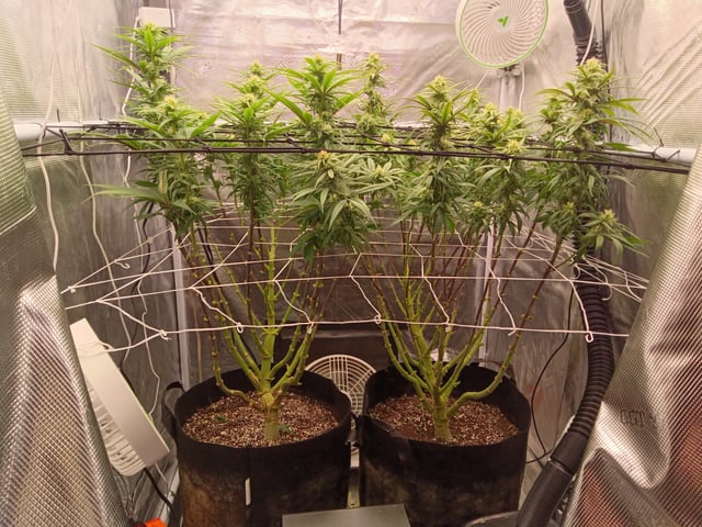 Starfighter/Ohio Guptilla Hybrid — flower, day 8