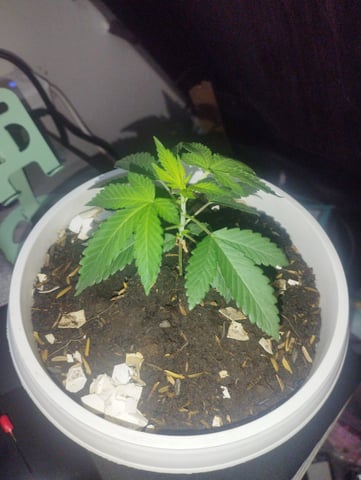 Test 1  — vegetative, day 36