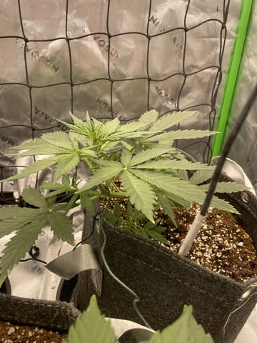 Royal Dwarf — vegetative, day 26