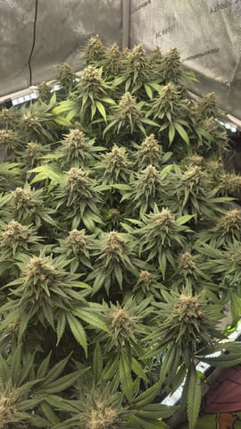 Original 1990 genetics  — flower, day 114