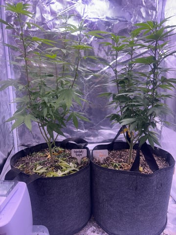 2nd grow — flower, day 90