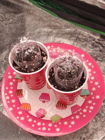 Lemon Cherry Cookies, Purple Haze and Strawberry Gorilla Grows