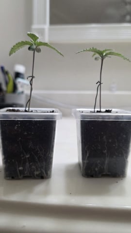 Strawberry Sugar  — seedling_rooting, day 10