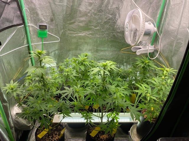 The White X Run Away Bride #3 — flower, day 59