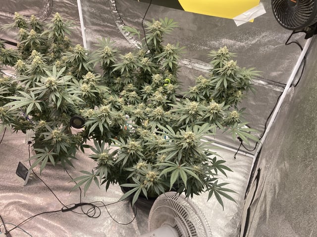 Planet Berry 7skunksgenetics 