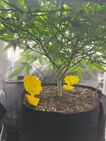 2nd Run — vegetative, day 74