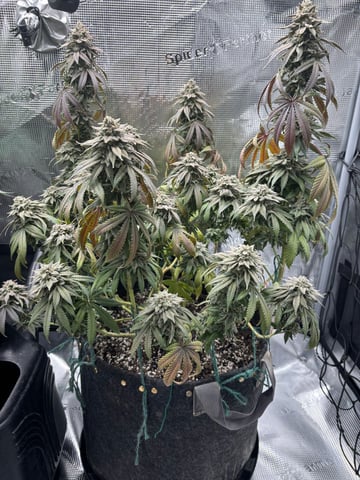 BloodMoon Gelato — flower, day 110