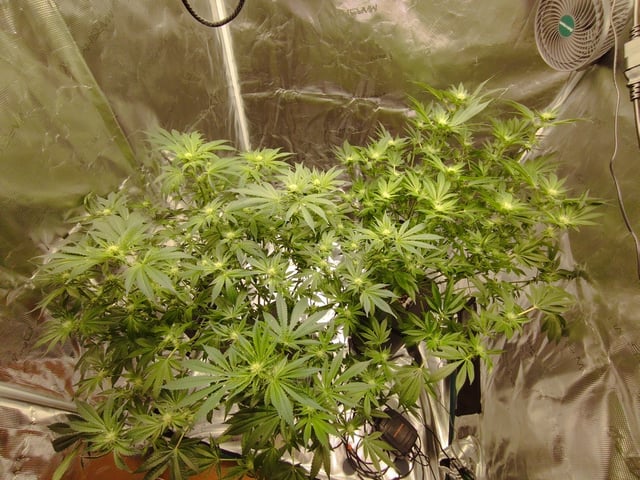 First Grow - - - Hydroponic - - - Roswell Code (2 plants)  — flower, day 22