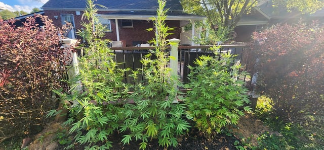 1st grow Dr. Nefario — flower, day 113