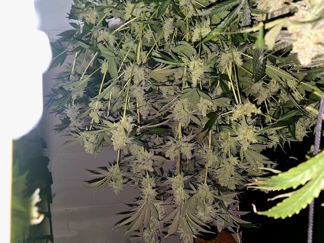 Hydroponic Photos — harvest, day 84
