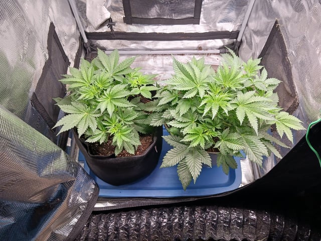 9lbhammer feminized  — flower, day 28