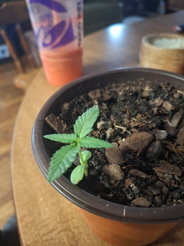 Lets start from the beginning — seedling_rooting, day 1