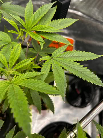 Am inside — flower, day 56