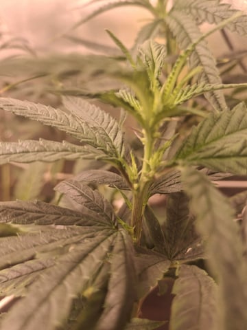 1st Grow - ROYAL MOBY (indoor)(photop.) — flower, day 108