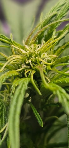 Cheshablue  — flower, day 9