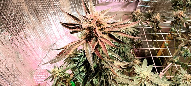 My First Grow — flower, day 2