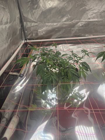 Dante's Inferno Rerun — vegetative, day 50