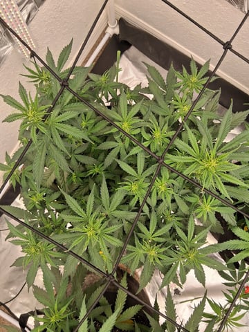 Seedman mix auto & seedman mix auto & GodFather OG — auto, day 56