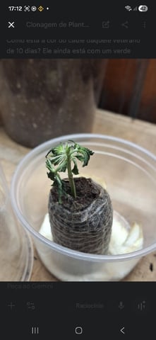 1st Grow - ROYAL MOBY (indoor)(photop.) — flower, day 99