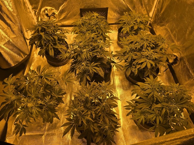 Autos AGAIN — vegetative, day 42