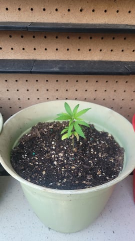 Poison Rainbows — seedling_rooting, day 43
