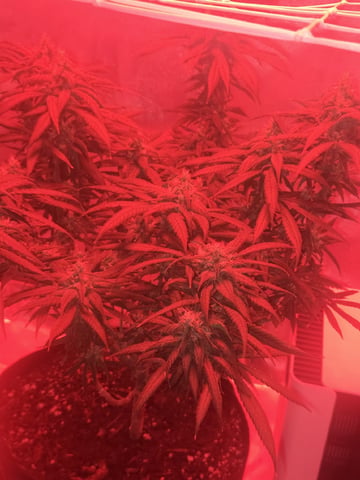 first grow second plant  — flower, day 97