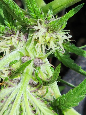 Autoflower grow. my first grow  — flower, day 58