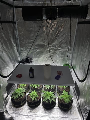 Autos AGAIN — vegetative, day 28