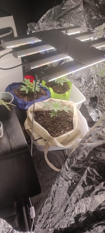 train wreck — vegetative, day 1