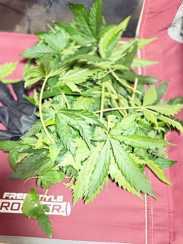 Bruce Banner (Auto) — flower, day 29