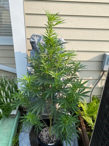 widows’ mimosa f1 — flower, day 86