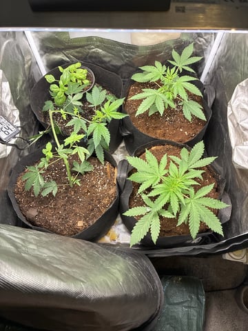 Purple Punch And Runts — vegetative, day 13