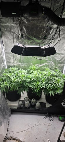 Attack Of The Clones — vegetative, day 32