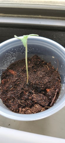 First Grow  — seedling_rooting, day 2