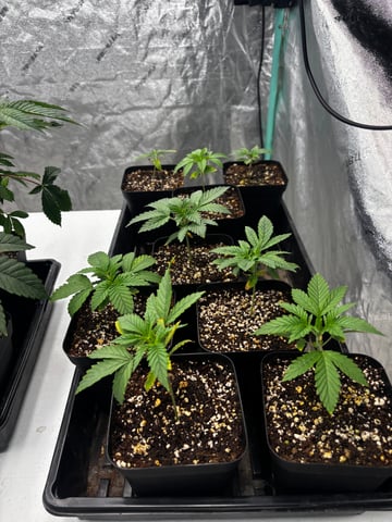 PKB remix/PotG — seedling_rooting, day 40