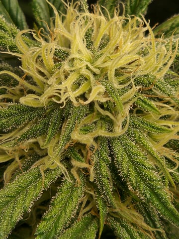 Autoflower grow. my first grow  — flower, day 49